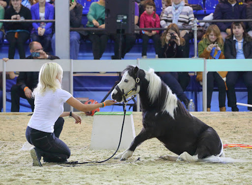 馬匹博覽會(huì)，馬展現(xiàn)場，莫斯科馬博覽會(huì)現(xiàn)場